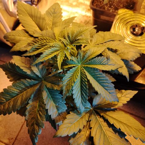 Sour Tangie 2 growlog photo: Antes de defoliación 