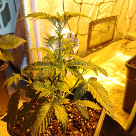 Sour Tangie 2 growlog photo: Post defoliación 