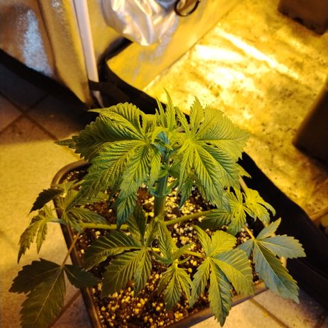 Sour tangie 1 growlog photo: Post defoliación 