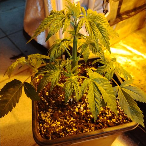 Sour tangie 1 growlog photo: Post defoliación 