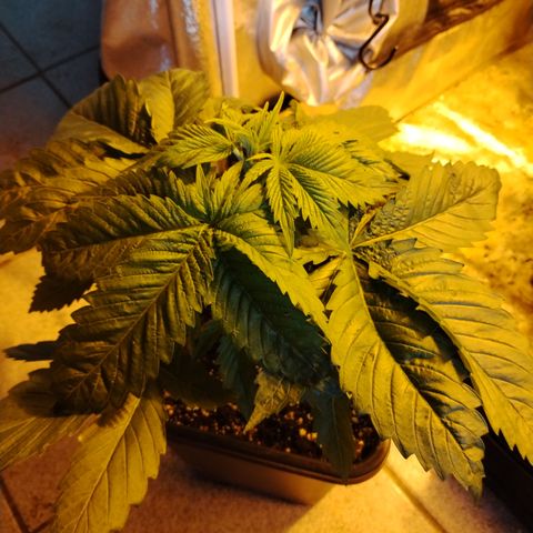 Sour tangie 1 growlog photo: Pre defoliación 