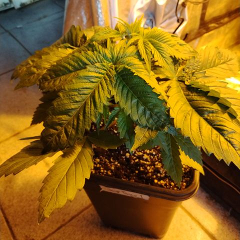 Sour tangie 1 growlog photo: Pre defoliación 