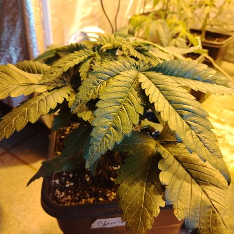 Black domina #3 growlog photo: Pre defoliación 