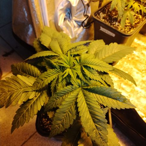 Black domina #3 growlog photo: Pre defoliación 