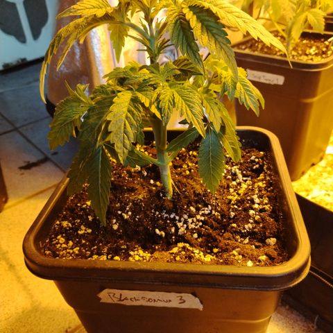 Black domina #3 growlog photo: Post defoliación 