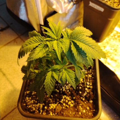 Black domina #3 growlog photo: Post defoliación 