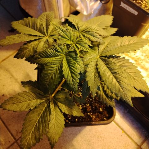 Black Domina 2 growlog photo: Pre defoliación 