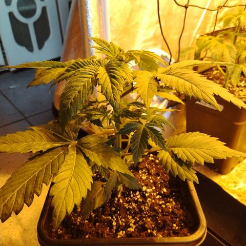 Black Domina 2 growlog photo: Pre defoliación 