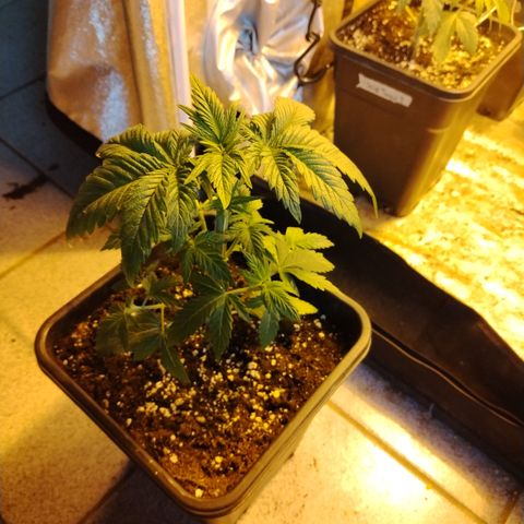 Black Domina 2 growlog photo: Post defoliación 
