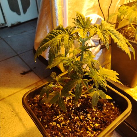 Black Domina 2 growlog photo: Post defoliación 