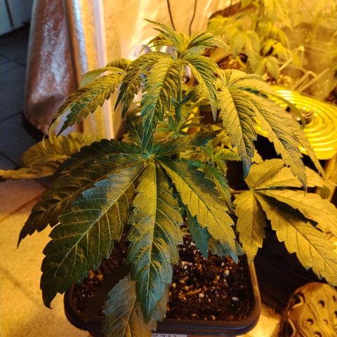 Black Domina 2 growlog photo: Pre defoliación 