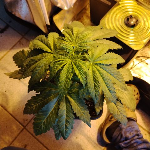 Black Domina 2 growlog photo: Pre defoliación 