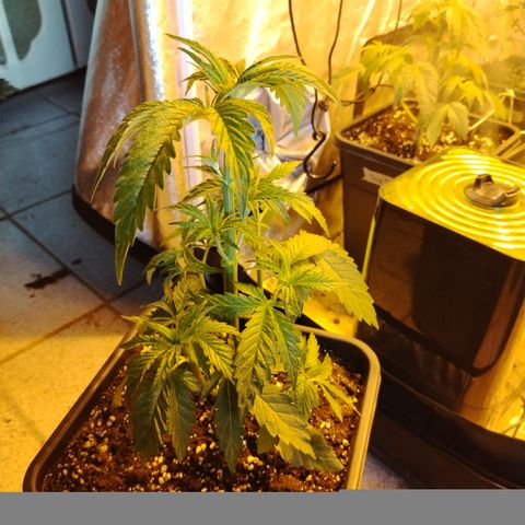 Gorila glue 1 growlog photo: Post defoliación 