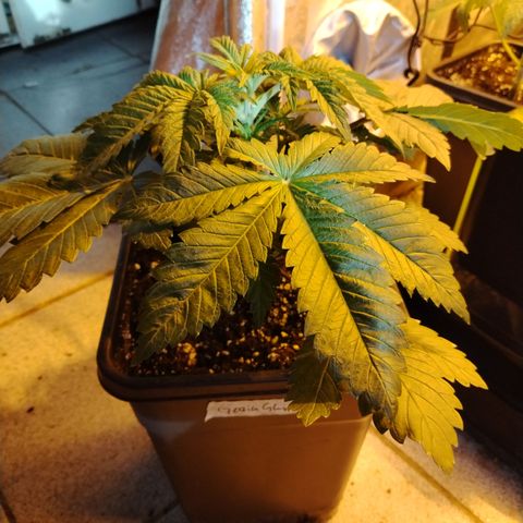 Gorilla Glue #2 growlog photo: Pre defoliación 