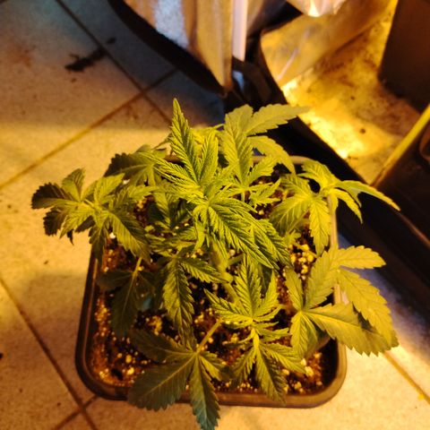 Gorilla Glue #2 growlog photo: Post defoliación 