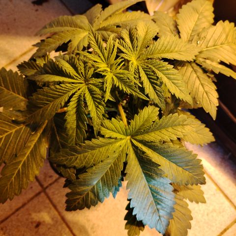 Gorilla Glue #2 growlog photo: Pre defoliación 