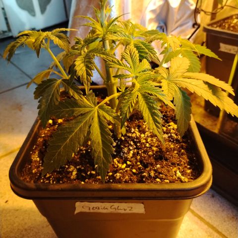Gorilla Glue #2 growlog photo: Post defoliación 