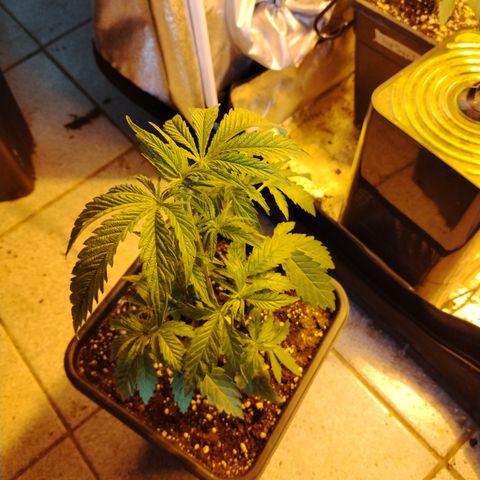 Gorila glue 1 growlog photo: Post defoliación 