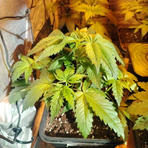 Sour tangie 1 growlog timeline photo