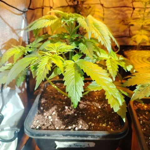 Sour tangie 1 growlog timeline photo