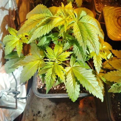 Sour tangie 1 growlog timeline photo