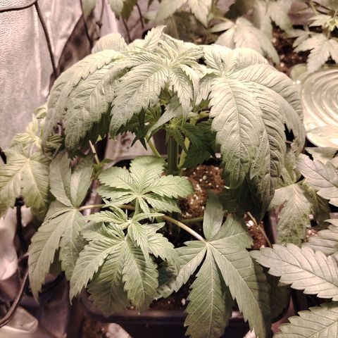 Sour tangie 1 growlog timeline photo
