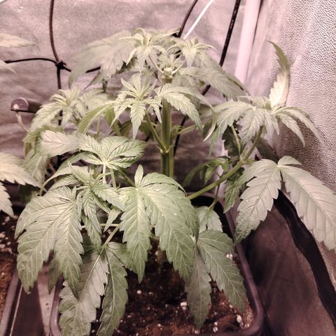 Gorila glue 1 growlog timeline photo