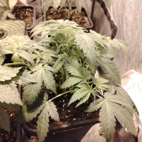 Gorilla Glue #2 growlog timeline photo