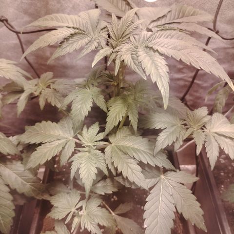 Black Domina 2 growlog timeline photo