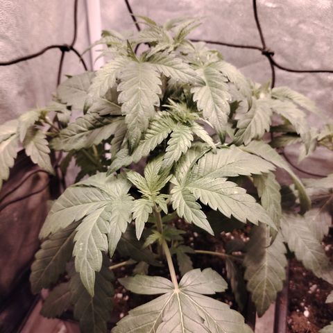 Sour Tangie 2 growlog timeline photo
