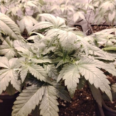 Black domina #3 growlog timeline photo