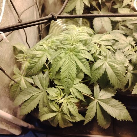 Sour tangie 1 growlog timeline photo