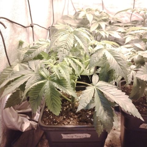Sour tangie 1 growlog timeline photo