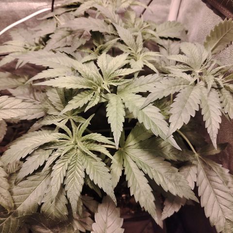 Gorila glue 1 growlog timeline photo