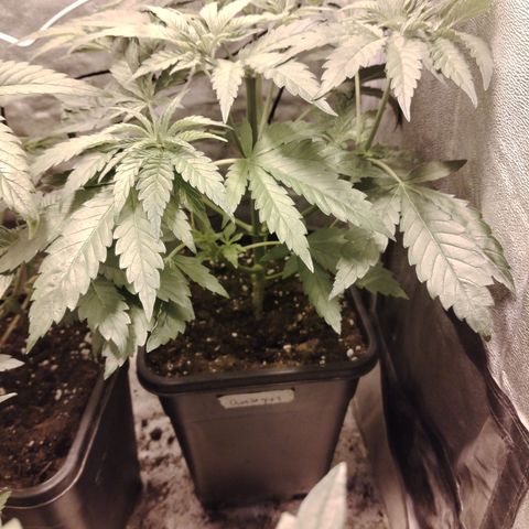 Gorila glue 1 growlog timeline photo