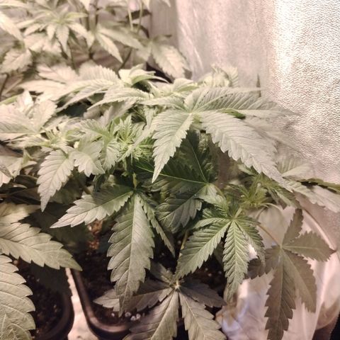 Gorilla Glue #2 growlog timeline photo