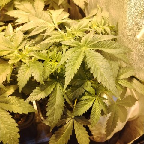 Gorilla Glue #2 growlog timeline photo