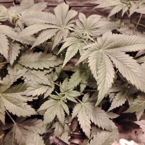 Black Domina 2 growlog timeline photo