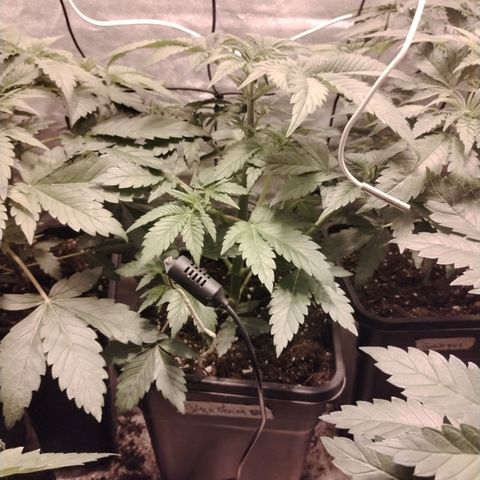 Black Domina 2 growlog timeline photo