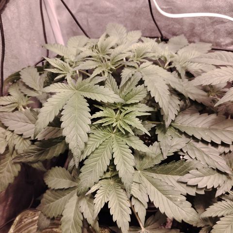 Sour Tangie 2 growlog timeline photo
