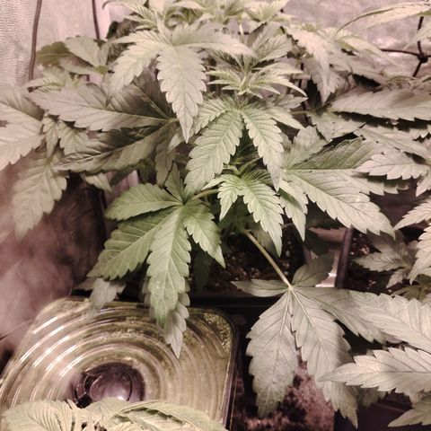 Sour Tangie 2 growlog timeline photo