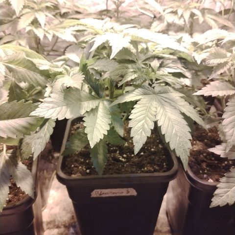 Black domina #3 growlog timeline photo