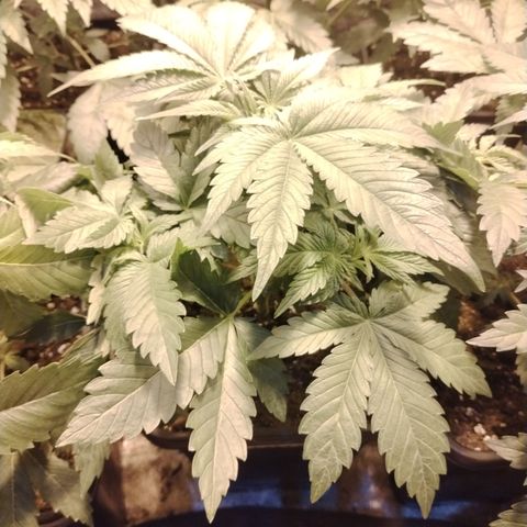 Black domina #3 growlog timeline photo
