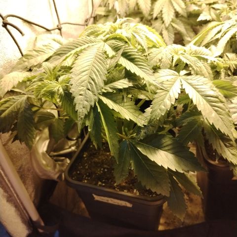 Sour tangie 1 growlog photo: Pre defoliación 