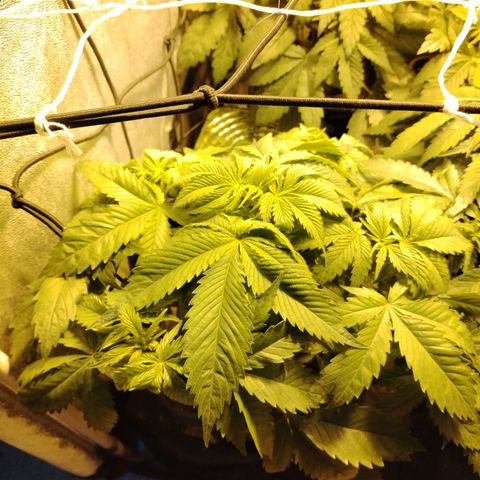 Sour tangie 1 growlog photo: Pre defoliación 