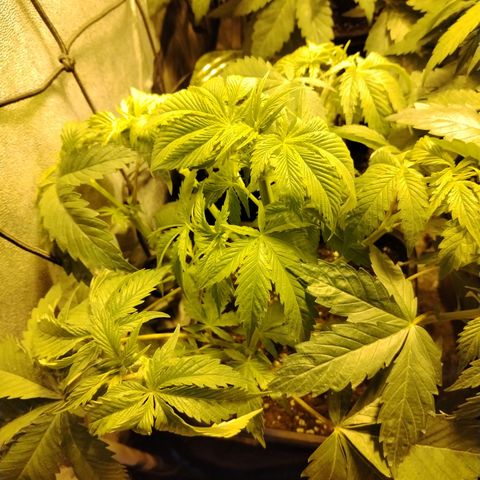 Sour tangie 1 growlog photo: Post defoliación 