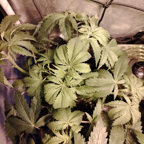 Sour tangie 1 growlog photo: Post defoliación 