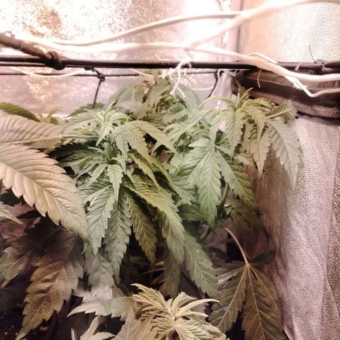 Gorila glue 1 growlog timeline photo