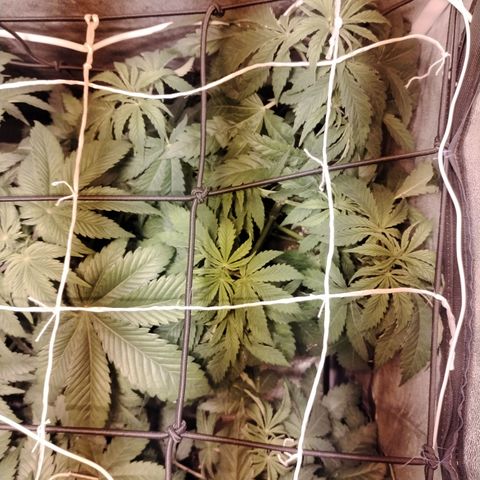 Gorila glue 1 growlog timeline photo