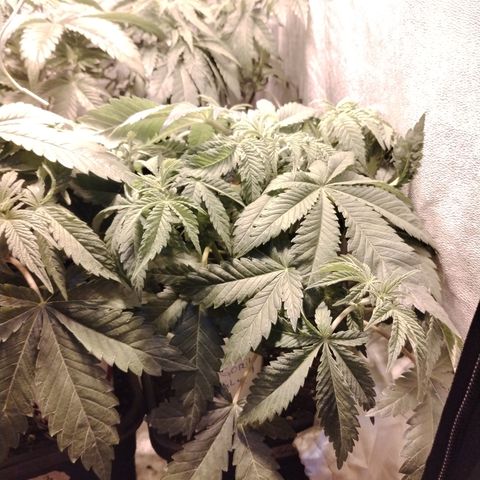 Gorilla Glue #2 growlog photo: Pre defoliación 